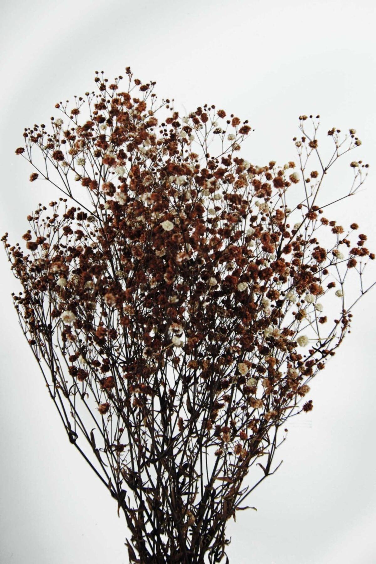 Shocked Brown Color Chips - Swordslife