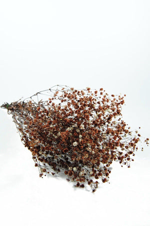 Shocked Brown Color Chips - Swordslife